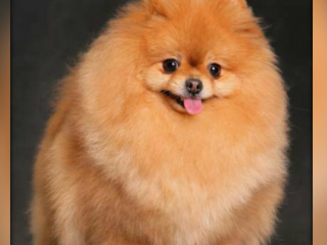 Lulu da pomerâmia💗