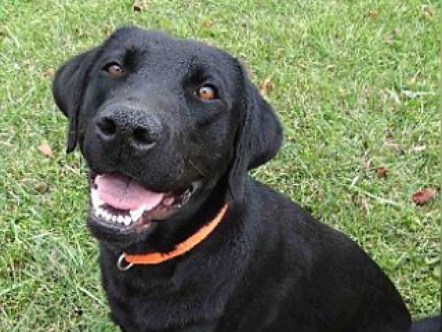 Labrador💙