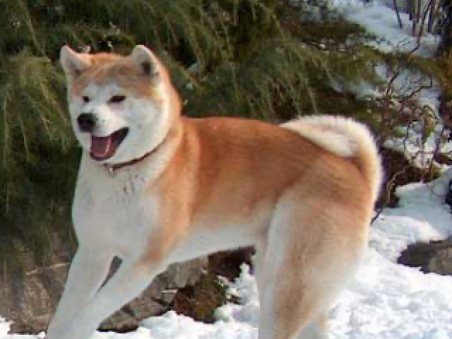 Akita Inu💚