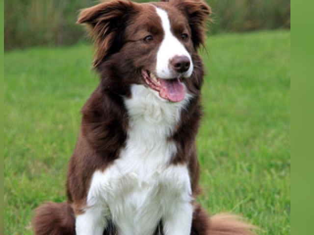 Border collie🧡