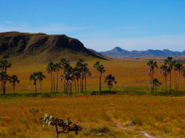 Cerrado