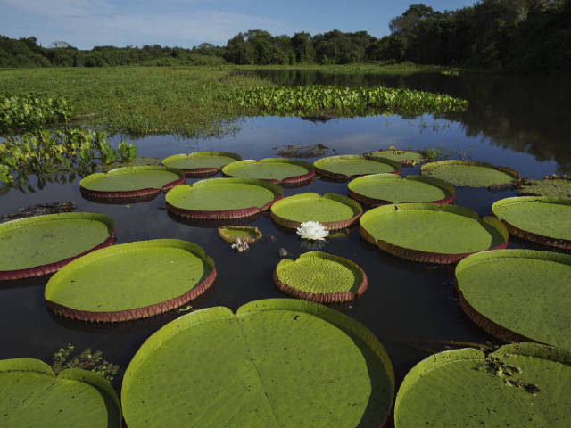 Pantanal