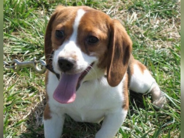 Beagle💛