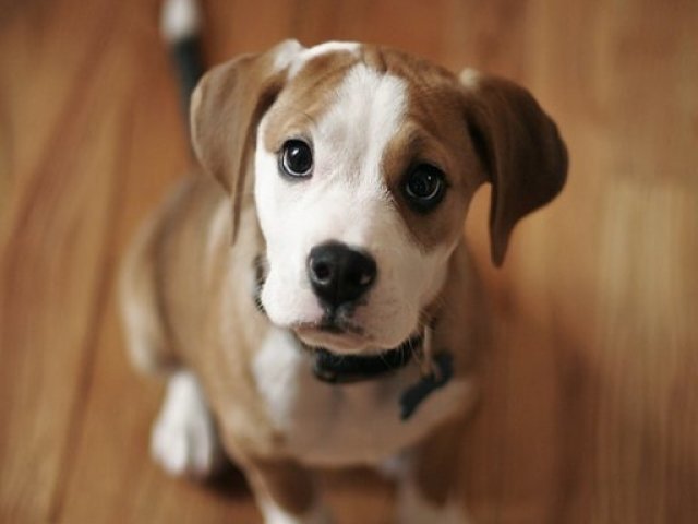 Qual raça de cachorro mais combina com você?