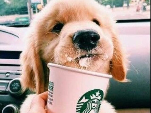Qual animal você seria?