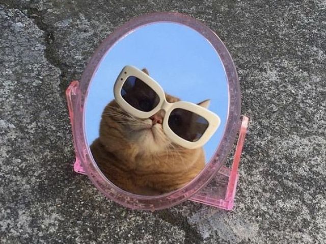 Gato