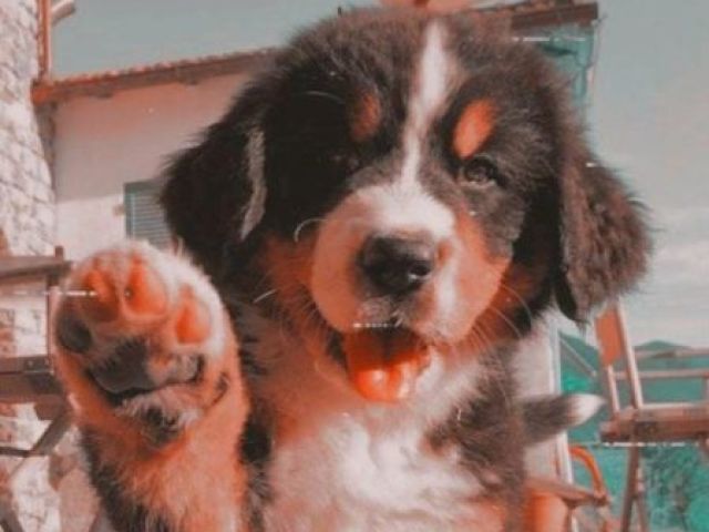 Cachorro