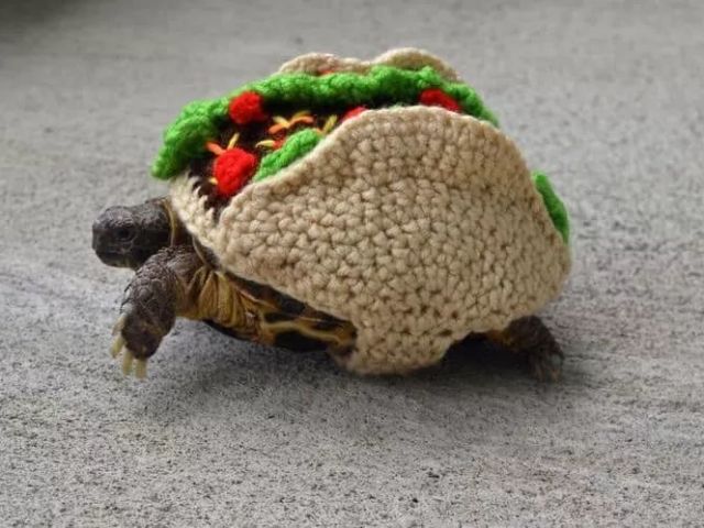 tacoruga