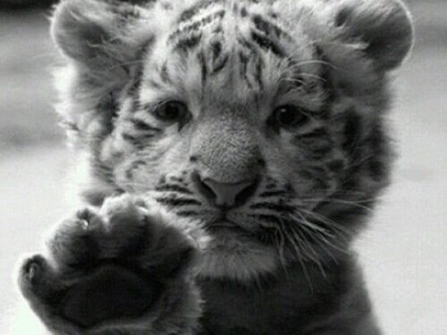 Tigre branco