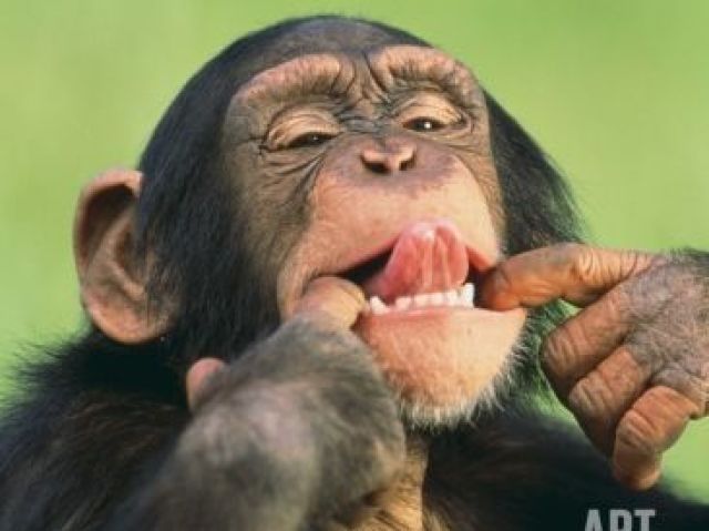 Macaco