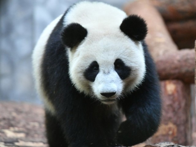 panda