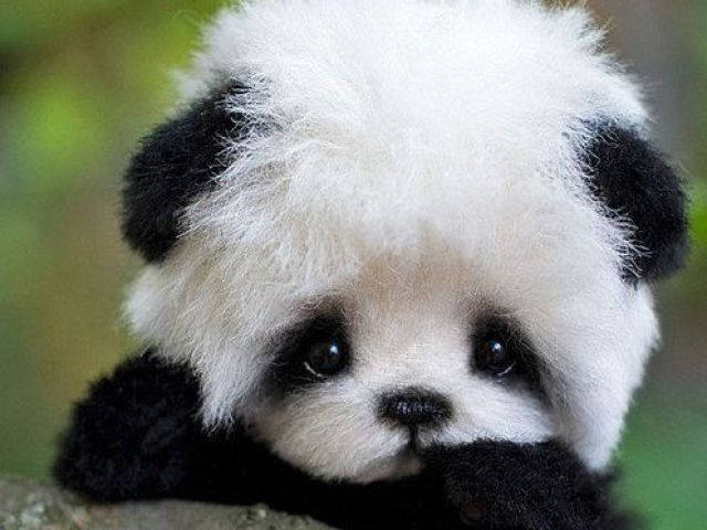 Pandinha :3(ti nenem)