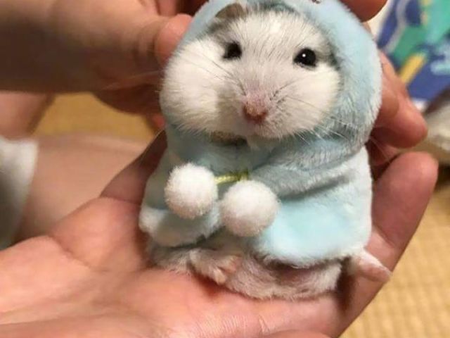 hamster UwU