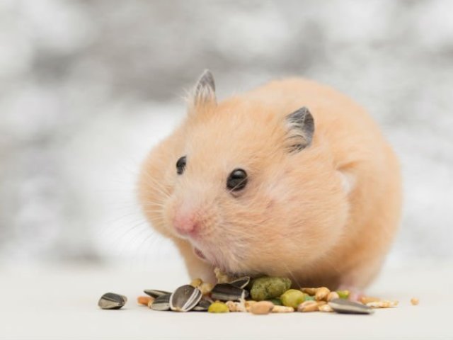 Hamster