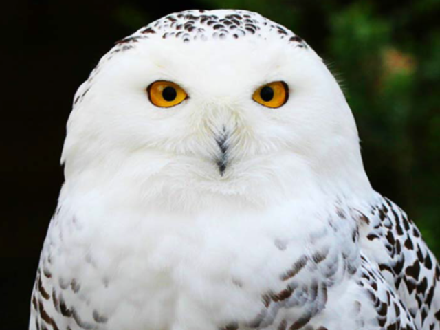 Coruja 🦉