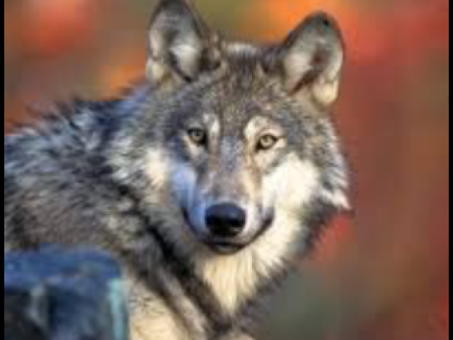 Lobo 🐺