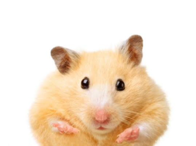 Hamster 🐹