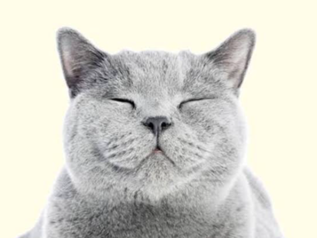 Gato 🐱
