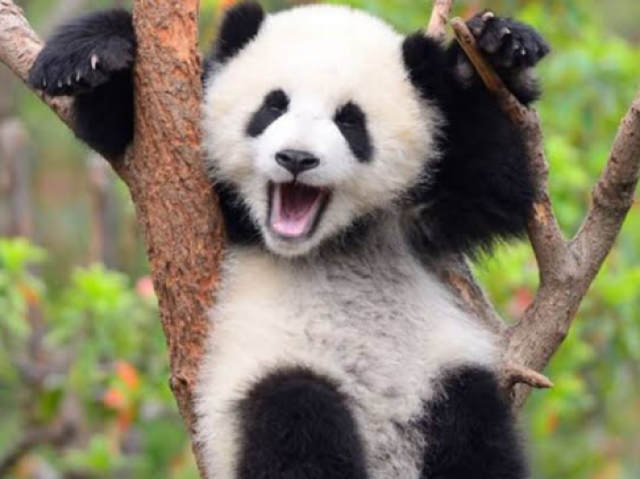 Panda 🐼