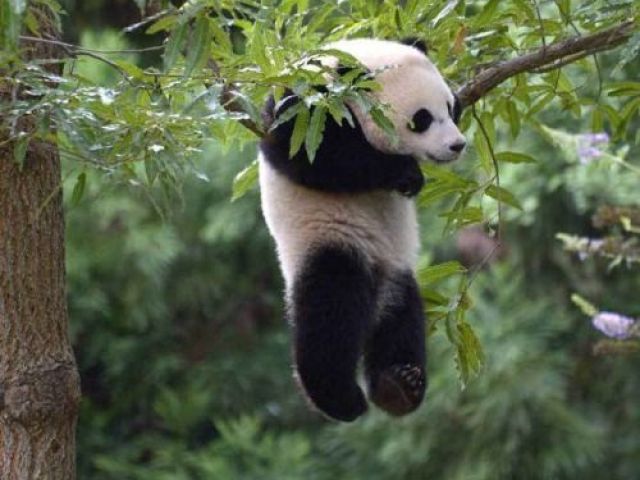 Panda🐼