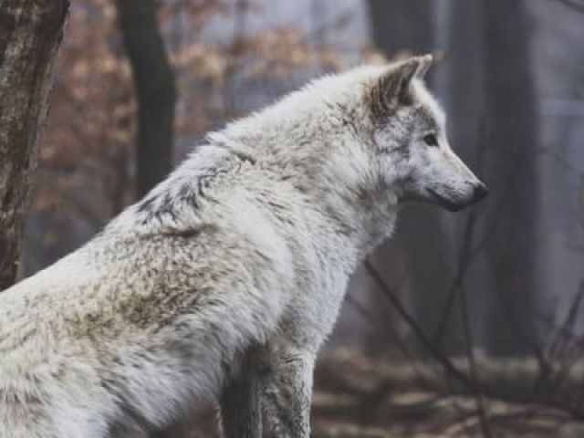 Lobo🐺