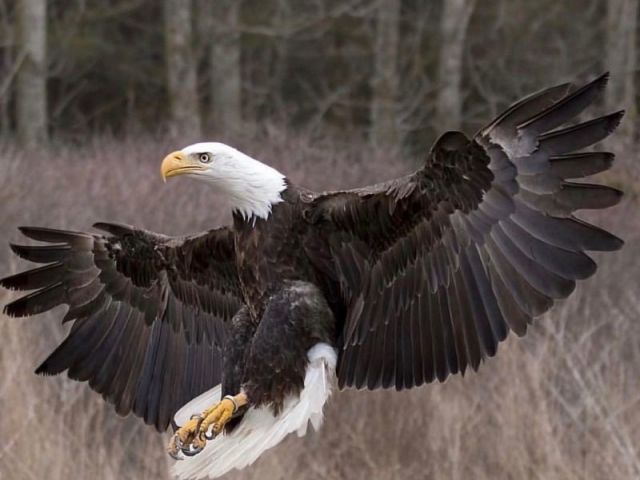 Águia🦅