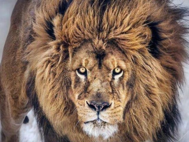 Leão🦁