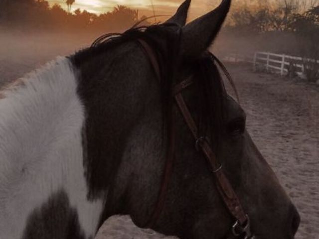 Cavalo🐎