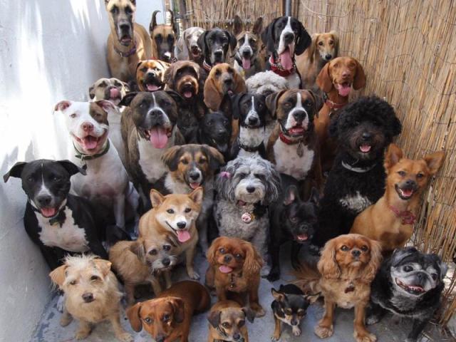 Que raça de cachorro 🐶 você se parece?
