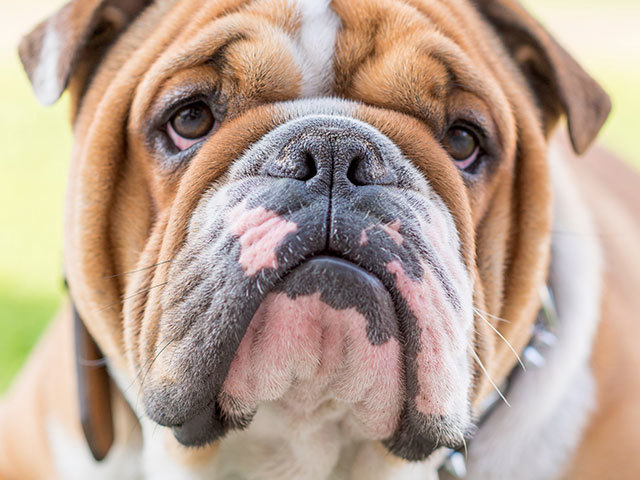 Buldogue