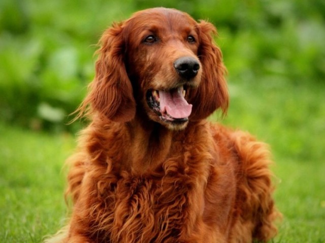 Setter Irlandês