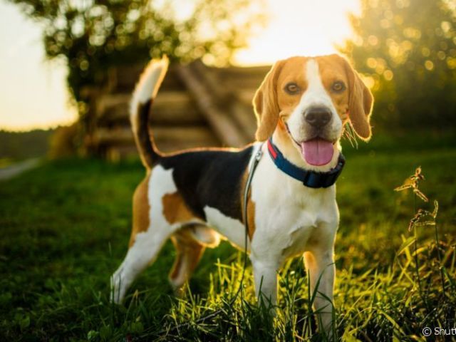 Beagle