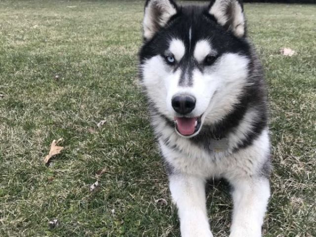 Husky