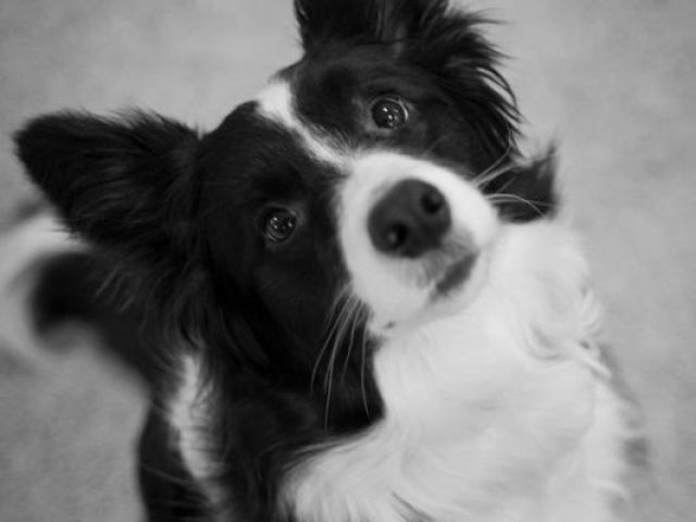 Border Collie