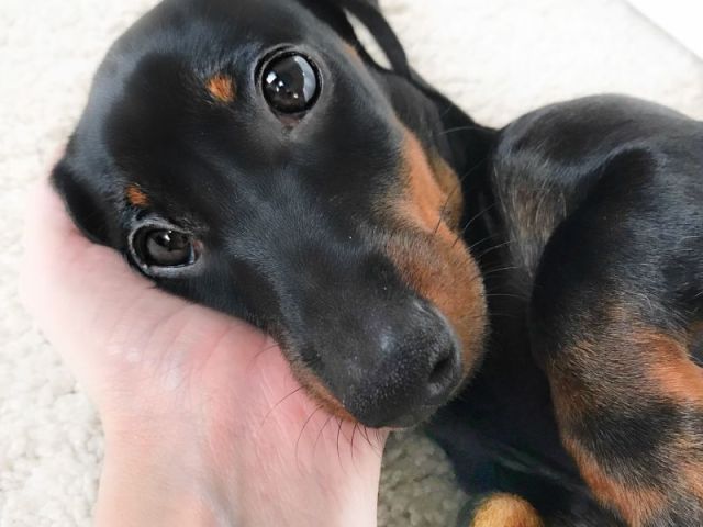 Dachshund