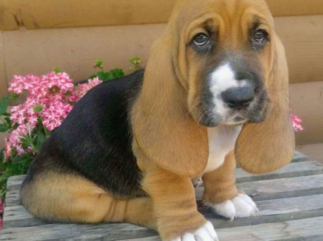 Dasset Hound