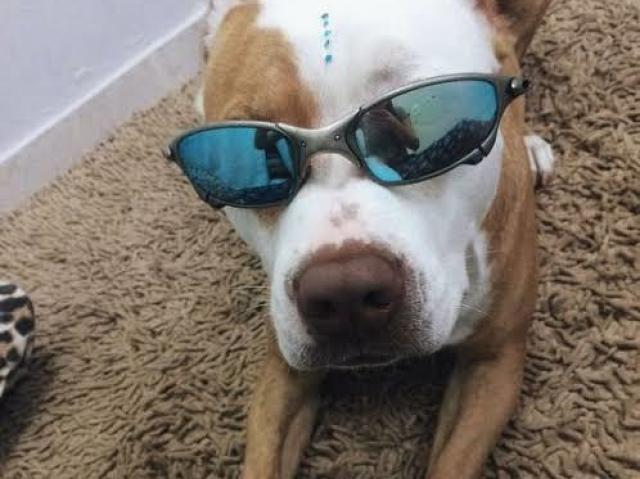 O latido de um Pitbull que era o pet da vizinha dele