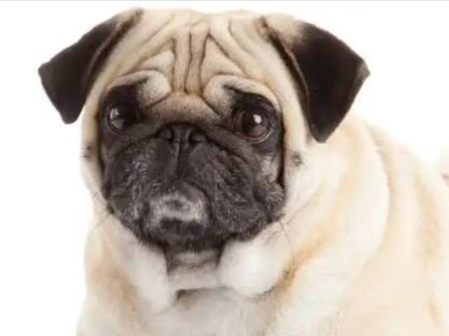 Pug🐾