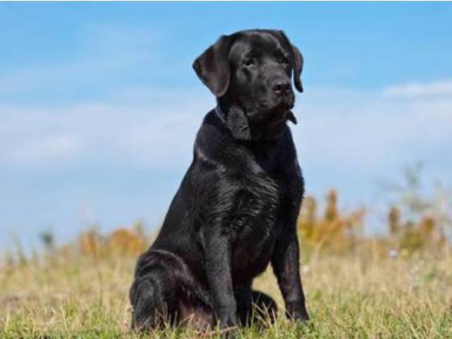 Labrador🐾