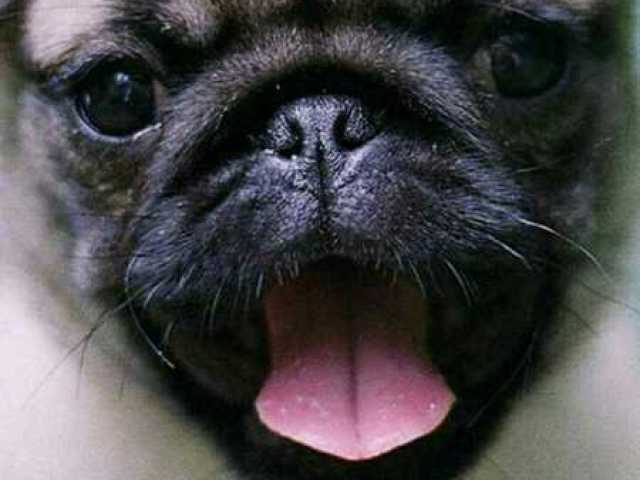 pag (pug)