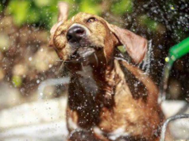 Que raça de cachorrinho você seria?