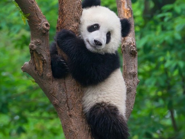 Panda