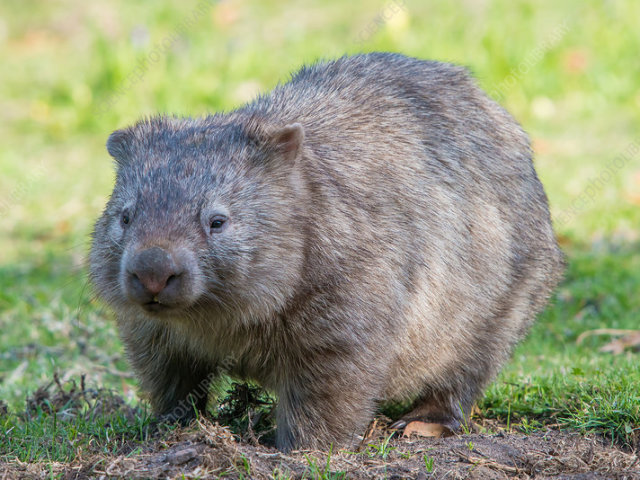 willie the wombat