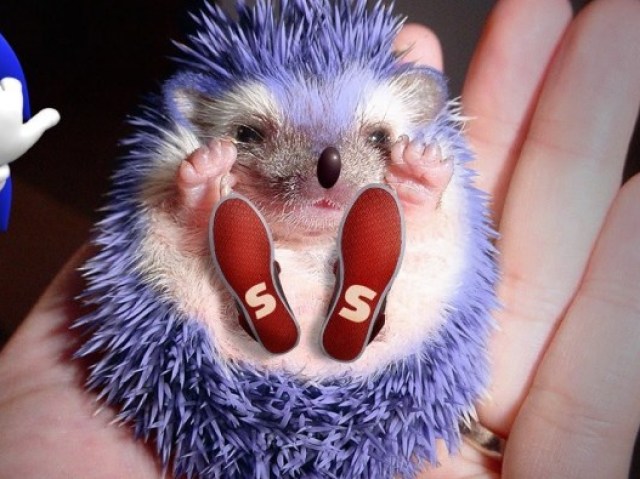 sonic the hedgehog