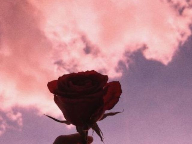 Dia deslumbrante🌹