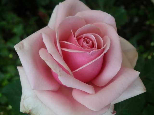 Rosas