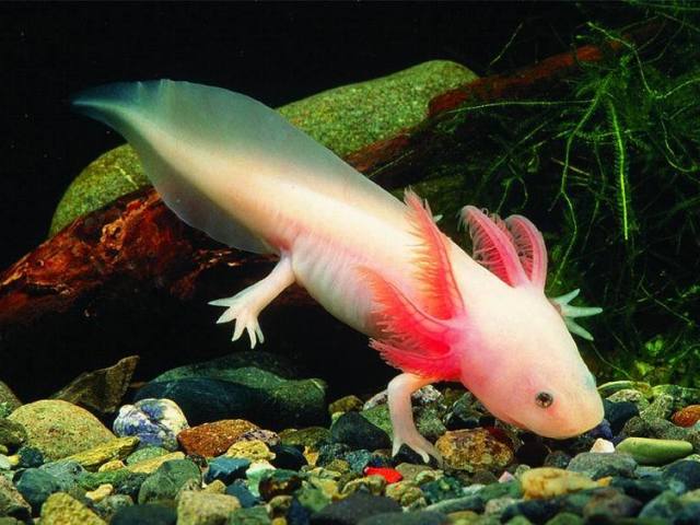 Axolotl