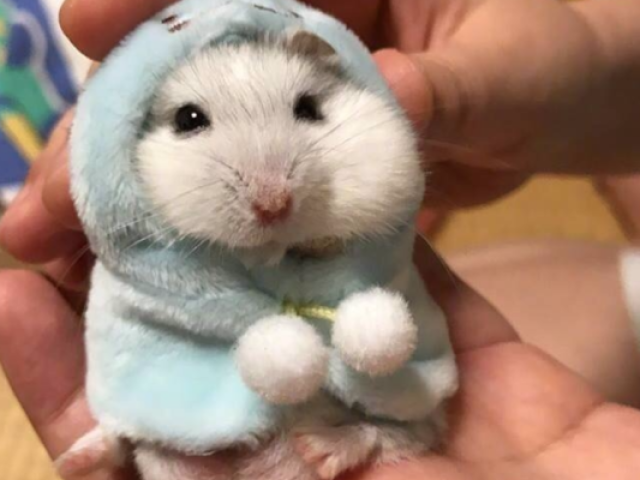 Hamster