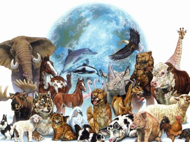 De que animais são essas partes?