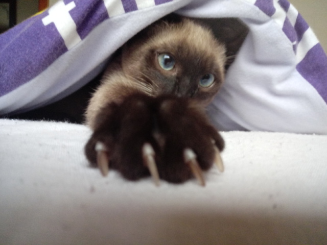 Esse é o meu gato
Toma ai um fato curioso sobre o nome dele "Aslan"